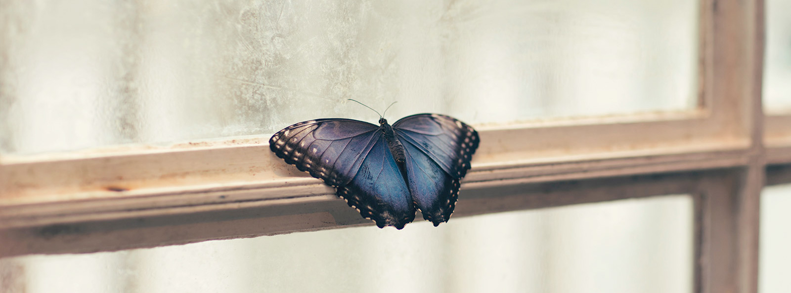 Butterflies / moths
