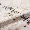 How many ants should you see before contacting an exterminator ?